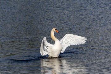 majestic swan