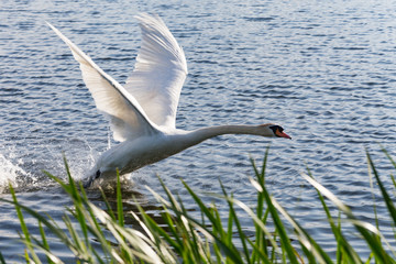 landing swan