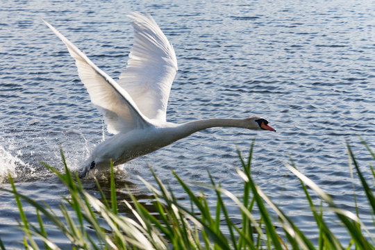 landing swan