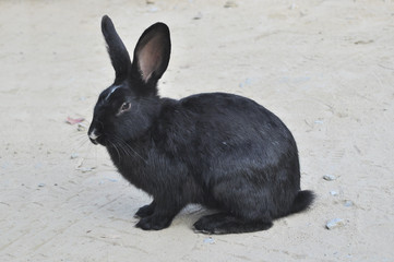 Portrait of black rabbit in the park.