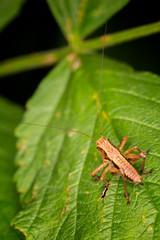 Grasshopper