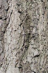 Kastanienrinde, Rosskastanien, Aesculus, Baumrinde