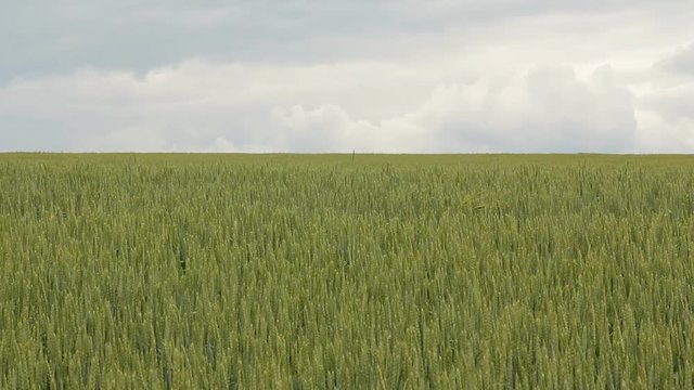 Green Wheat Field green field and cloudy sky. Green Wheat Field