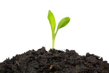 baby plant isolated