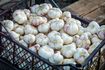 Garlic harvested in a black box