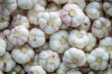 laid zhopku harvested garlic up