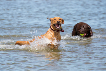 Spielender Hund am Strand/Meer