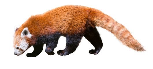 red panda