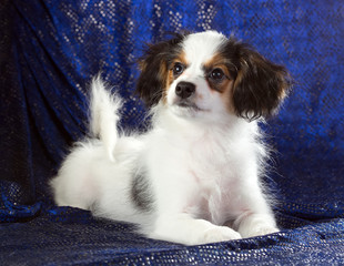Cute puppy of the Continental Toy spaniel - Phalene - on a blue background