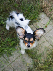Cute puppy of the Continental Toy spaniel - Papillon