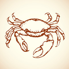 Crab. Vector drawing