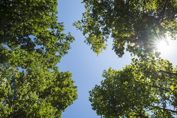 Sunlight through the spring green foliage