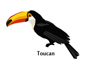 toucan bird vector illustration