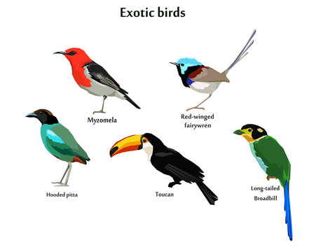 exotic bird vector illustration, cute bird, set birds