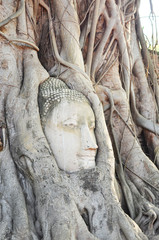 Head of buddha statue in tree roots at Wat Mahathat temple, Ayutthaya, Thailand