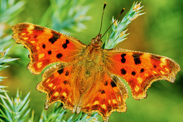 Obraz premium Comma butterfly (Polygonia c-album) basking in the sun