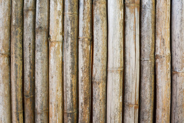 Obraz premium Bamboo