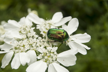 Lamprima aurata golden stag adult female beetle on blossomed white flower