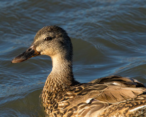 Duck in the San Francisco Bay