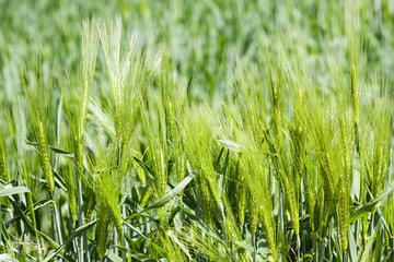 campo de espigas de trigo verdes