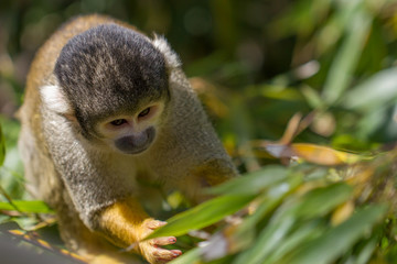 Saïmiri à tête noire