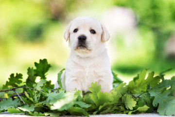 adorable labrador retriever puppy outdoors