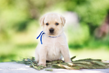 adorable labrador retriever puppy outdoors