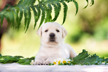 adorable labrador retriever puppy outdoors