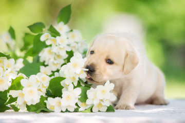 adorable labrador retriever puppy outdoors © otsphoto