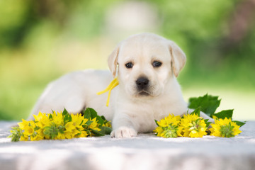 adorable labrador retriever puppy outdoors © otsphoto