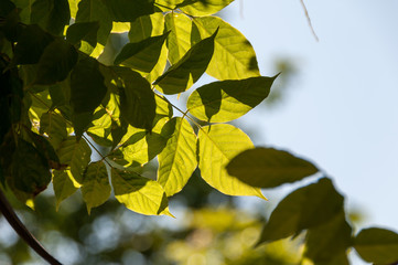 Tree leaves on a bright sunny day