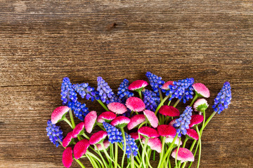 Muscari and Daisy Flowers
