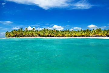 Palm trees on the tropical beach, Dominican Republic