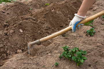hand hilling potatoes with hoes in the garden