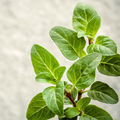 Closeup oregano leaves from the herb garden. Fresh oregano herb