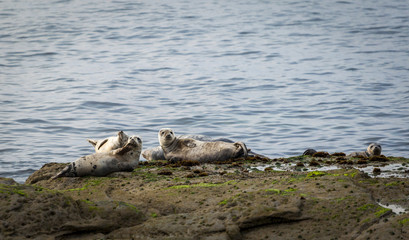 Fototapeta na wymiar Grey Seals resting on rocky coastline.