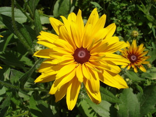 Cutleaf coneflower (rudbeckia) yellow flower