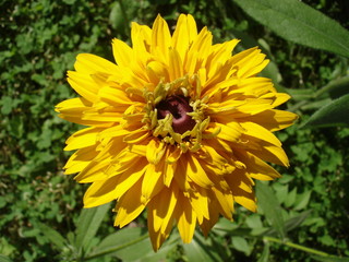 Cutleaf coneflower (rudbeckia) yellow flower