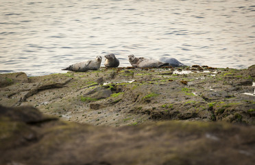 Grey Seals resting on rocky coastline.