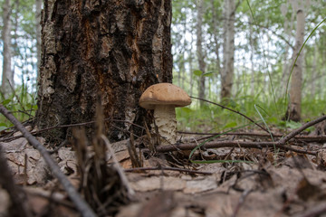 boletus mushroom grows near a birch