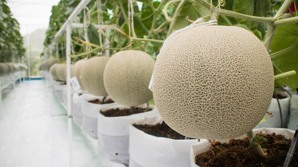 Honeydew melon fruit in greenhouse save for toxic ans chemical