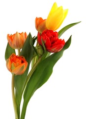 Fototapeta premium multicolor pretty tulips close up
