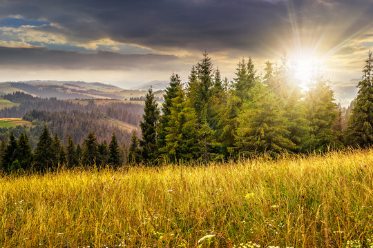 large meadow with herbs,  trees in mountain area at sunset