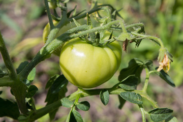 green tomato growing
