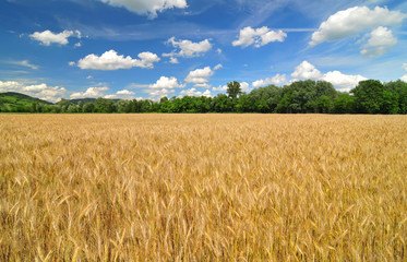 Field of barley