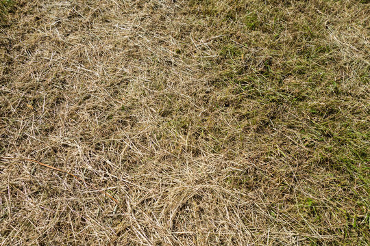 Trockenes Gras