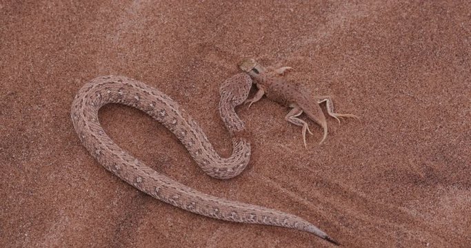 4K shot of sidewinder/Peringuey's adder eating a shovel snouted lizard