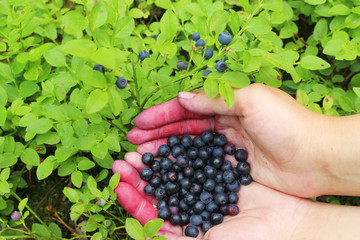 hands collected fresh bilberry