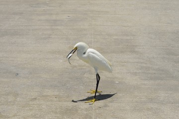 Snowy Egret eating a fish.