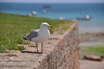 Grey Herring Seagull, Jersey, U.K.  Telephoto image of a coastal seabird, with the focus concentrated on the bird and the scenery out of focus.